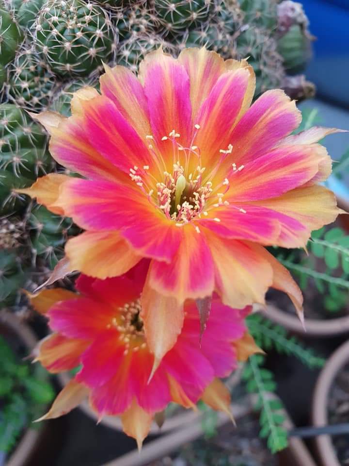 Cactus