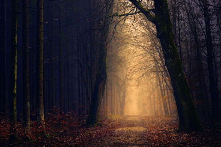 Autumnforest a.m.