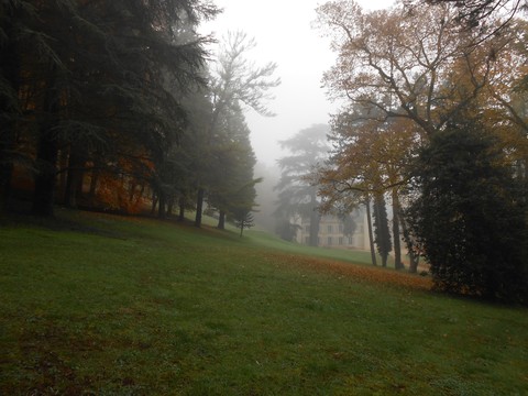 רקעים nature, fog