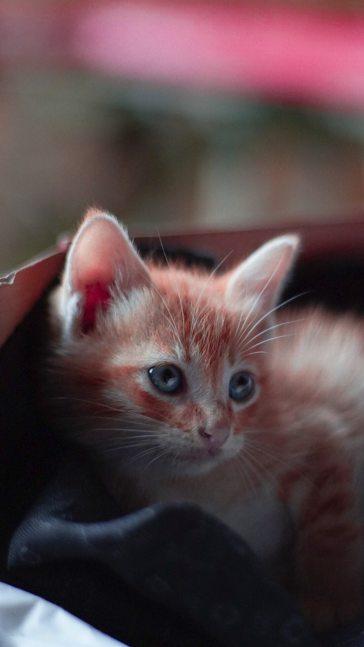 Cute Cat