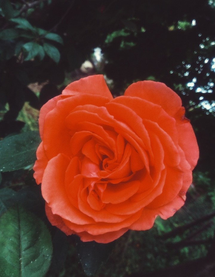 rose