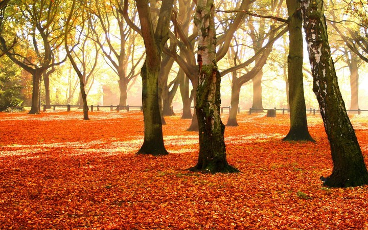 Spring Woods