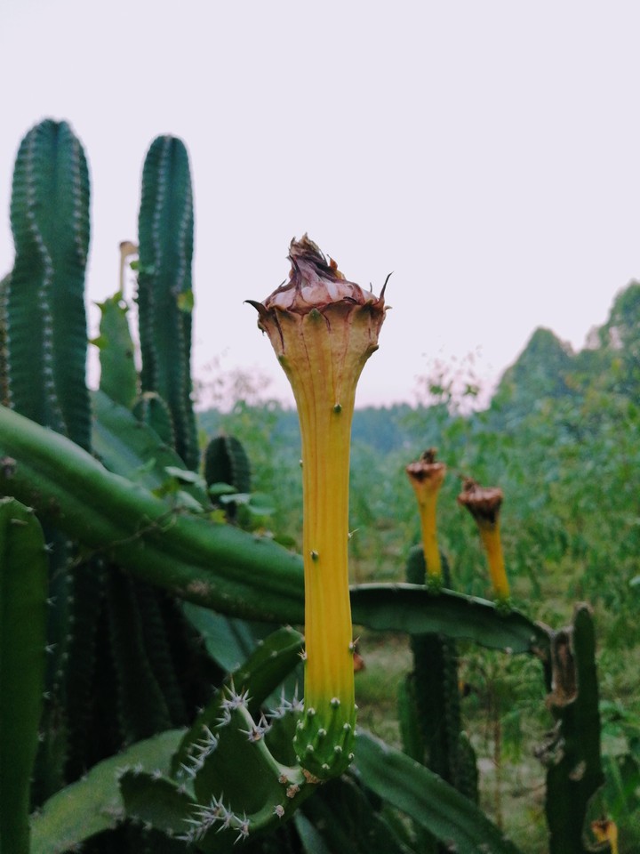 cactus flower