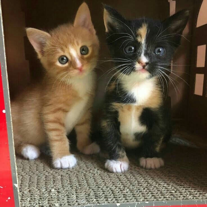 cute❤