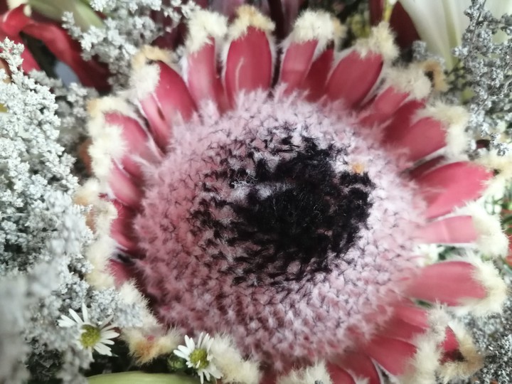 Protea
