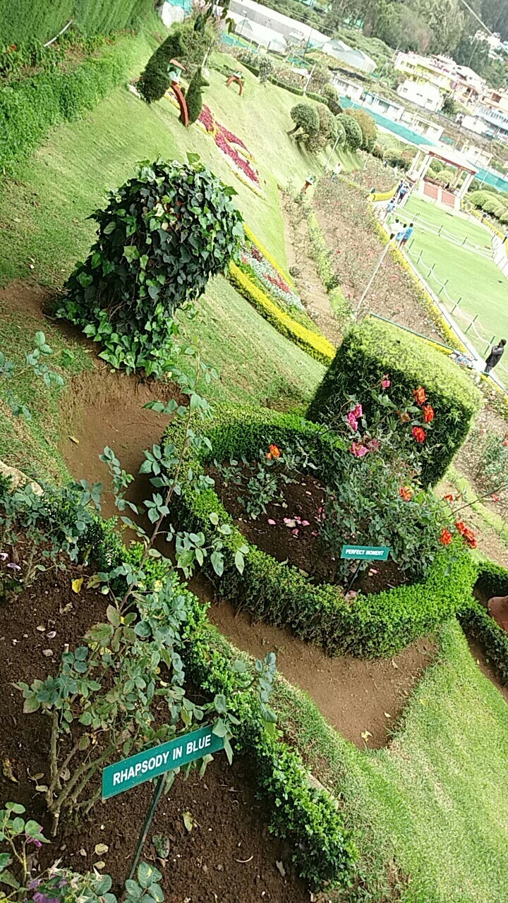 Rose Garden
