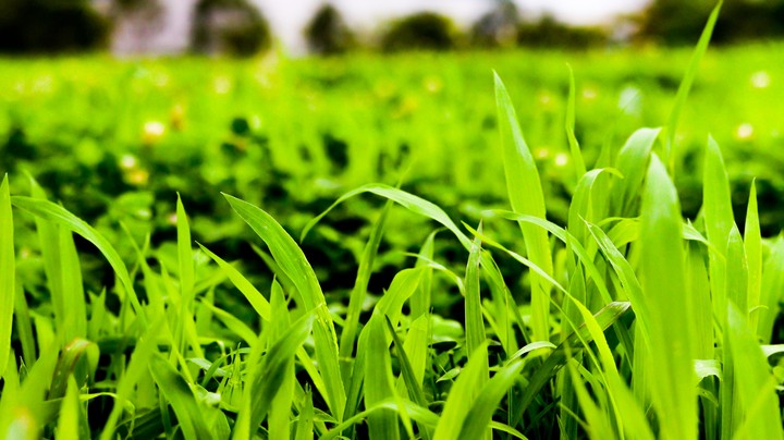green grass
