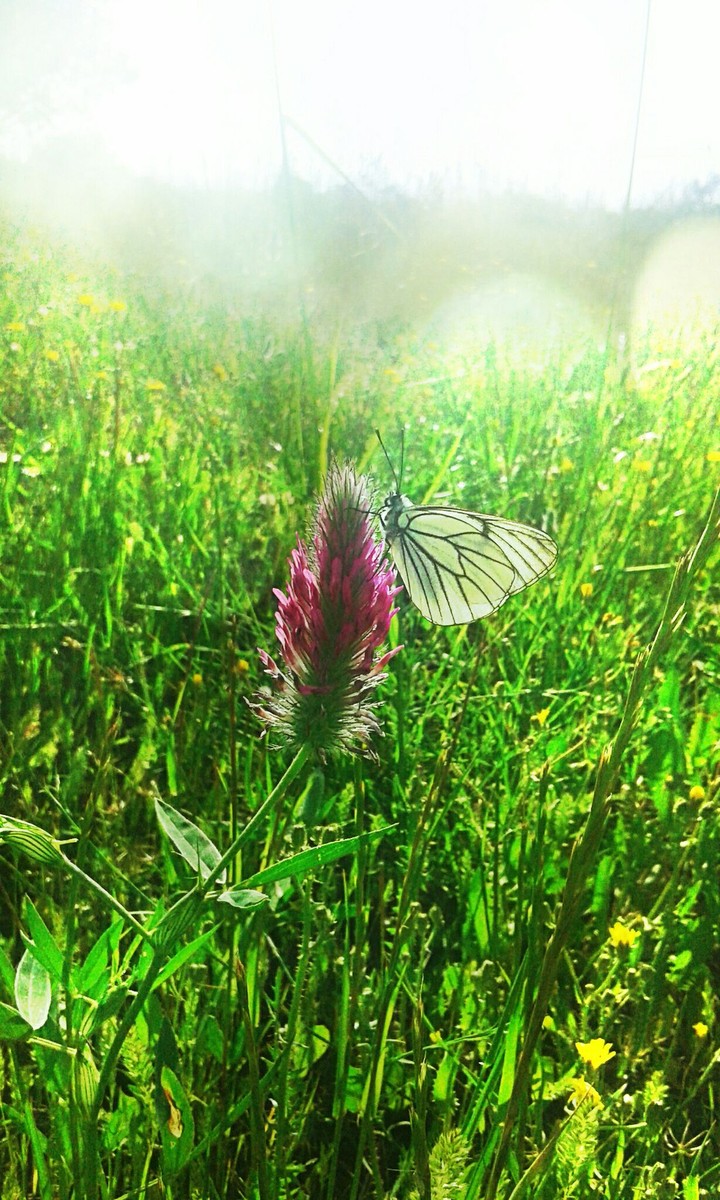Butterfly ❤