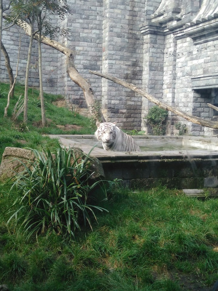 tigre blanc