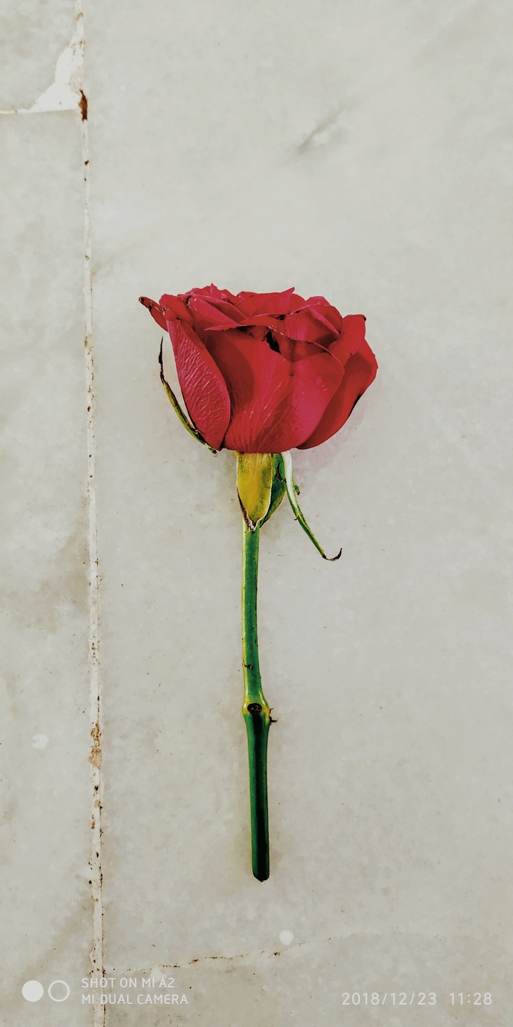 lovely  Rose