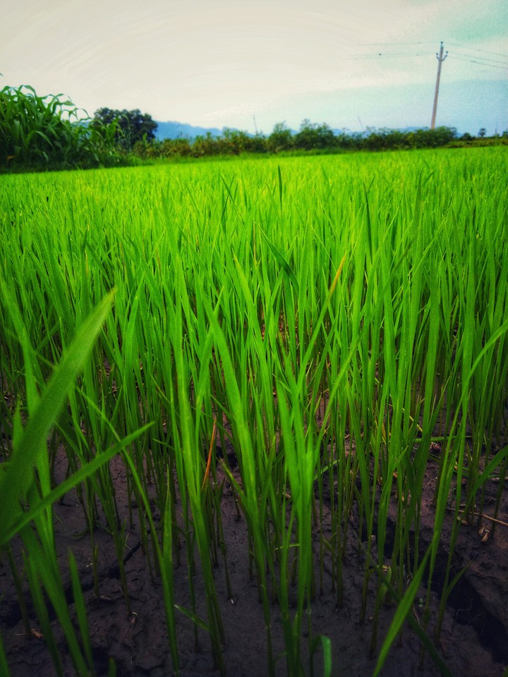 paddy nursery