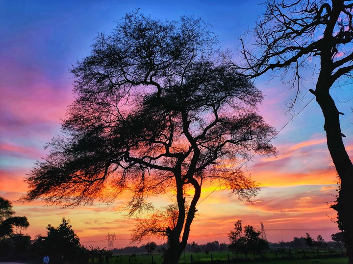 Tree