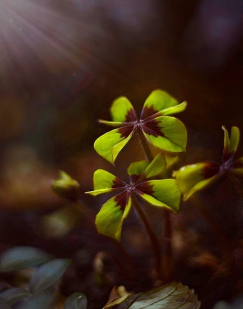 Leafe
