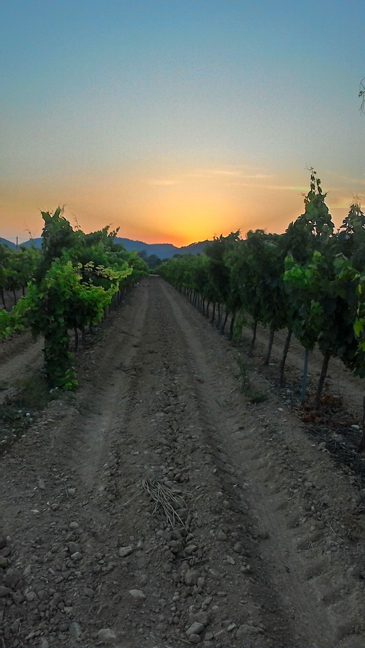 vignes