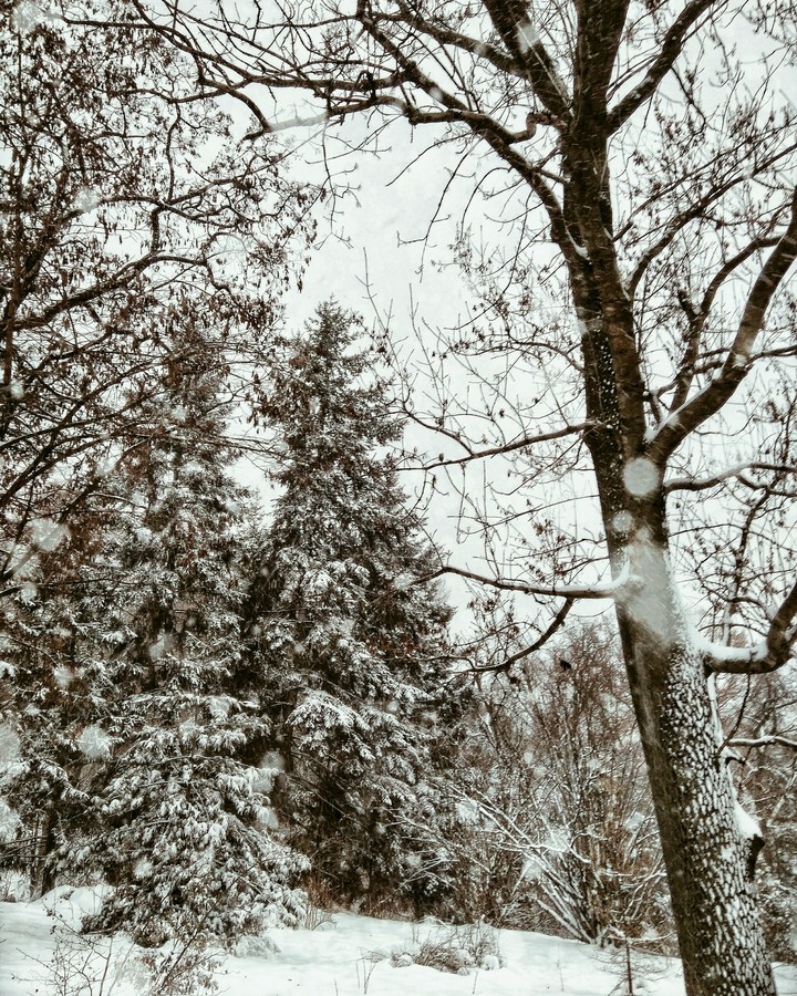 let it snow