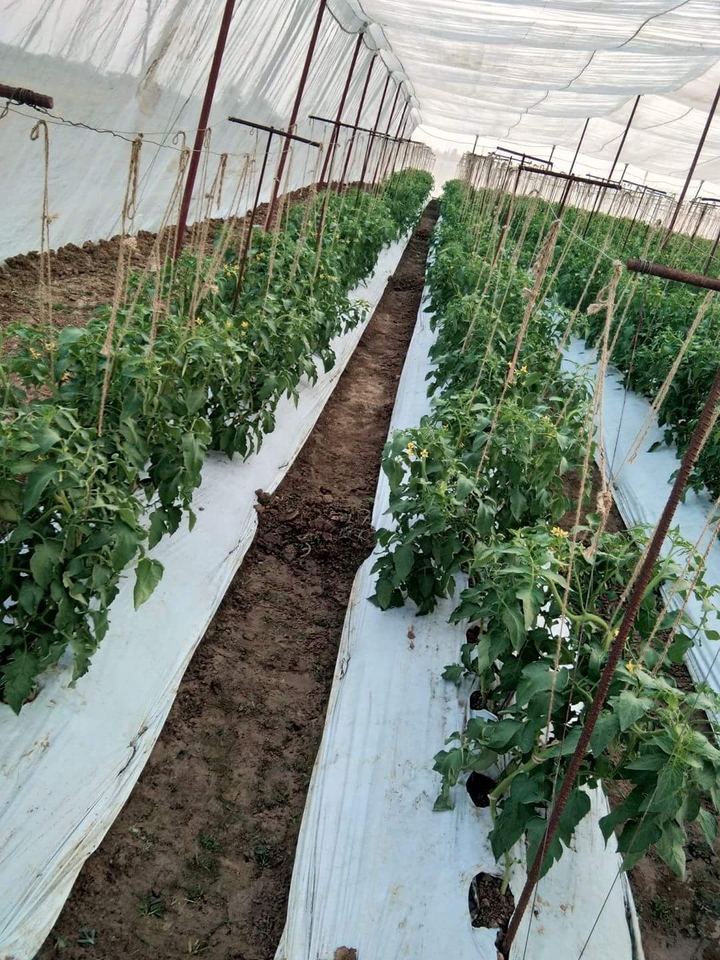 agriculture