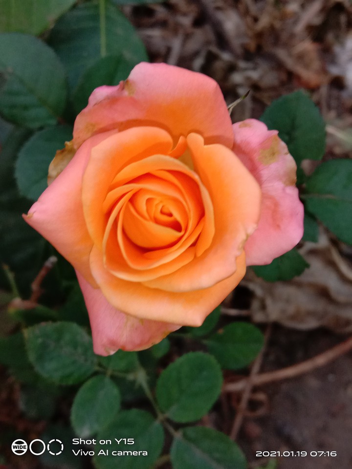 orange rose