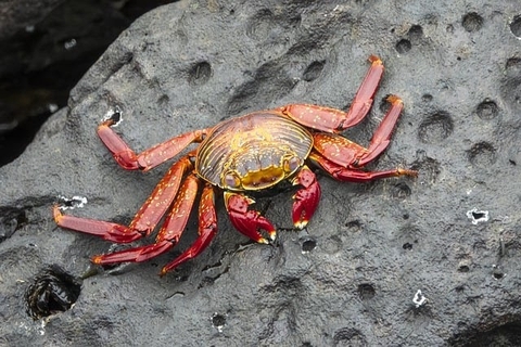 decapoda, claw duvar kağıtları