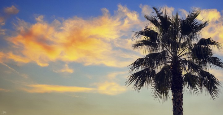 palm tree
