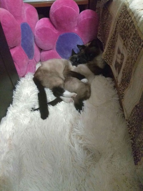 кошки