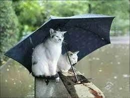 gatos