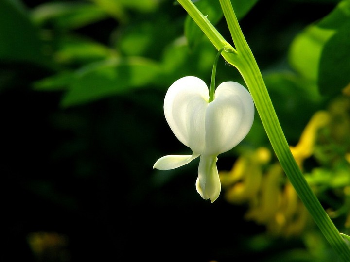white flower