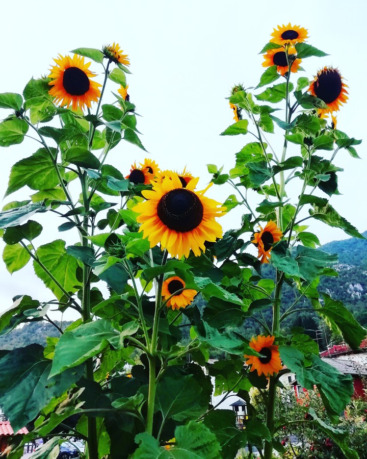 girasoli