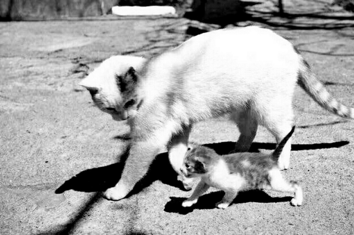 kitten, cat, black and white