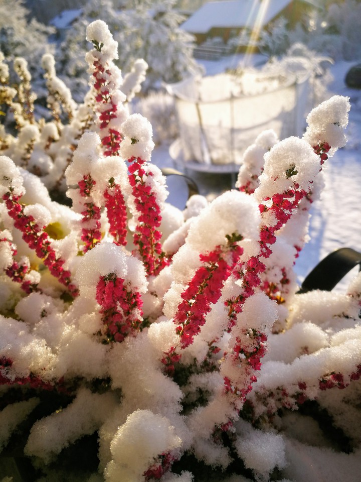 flower + snow = wonderful sight ?
