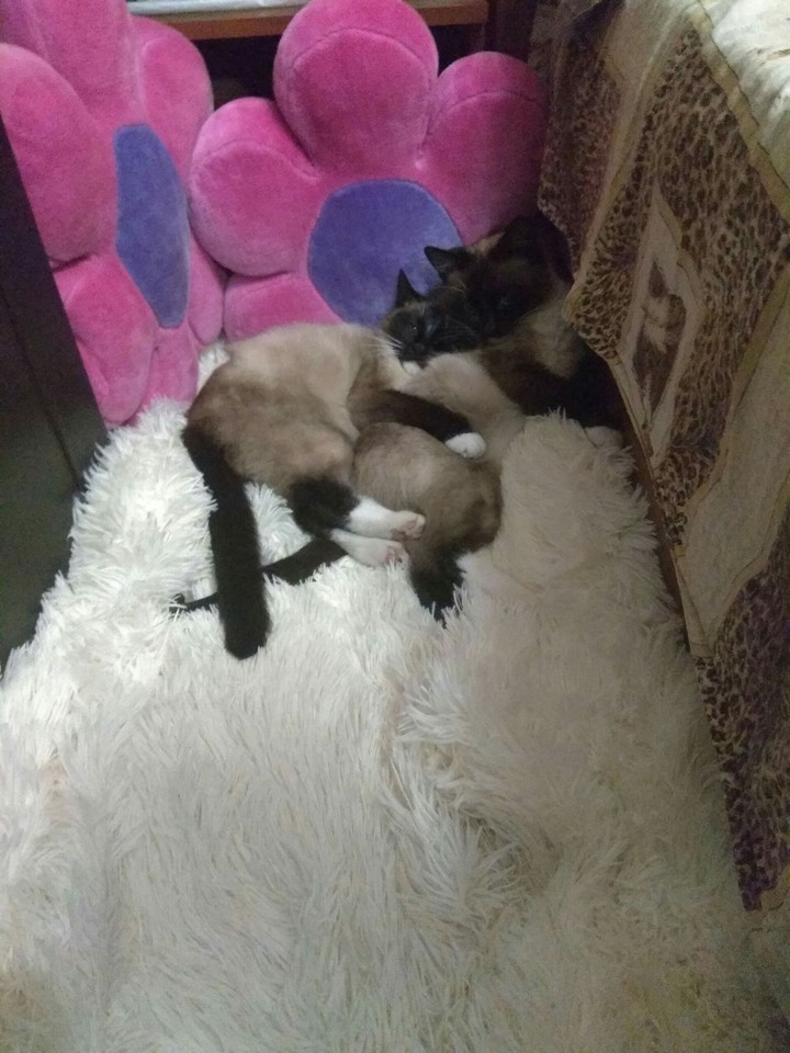 кошки