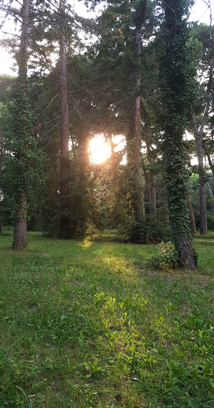 trees
