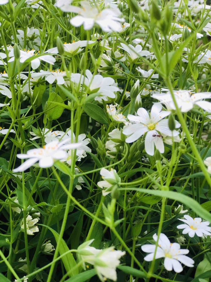 spring summer