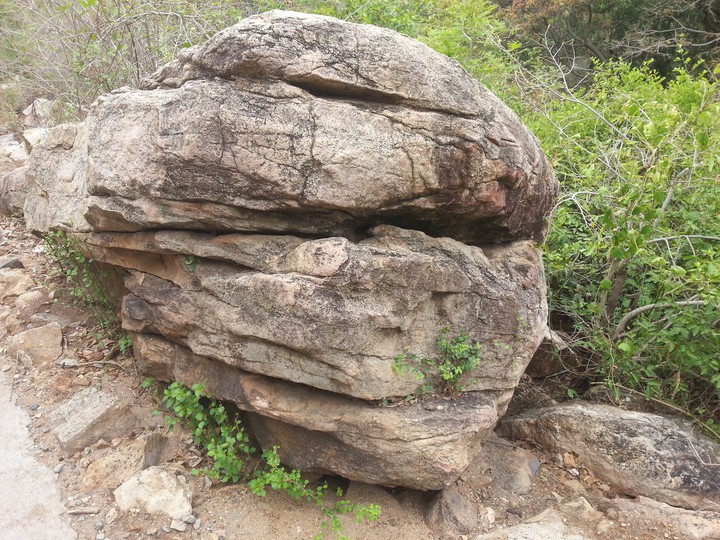 forest stone