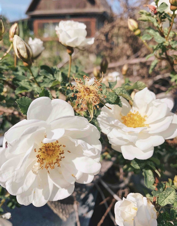 Dogrose