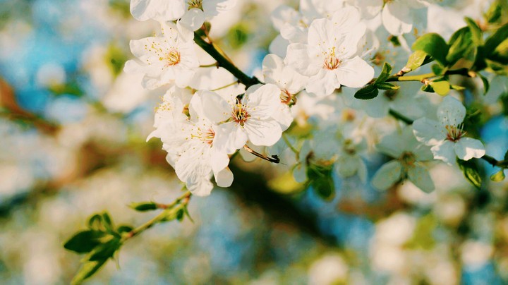 cherry tree