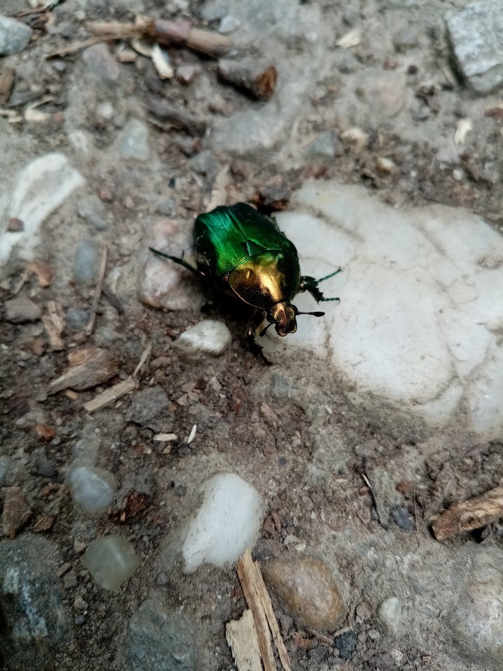 bug