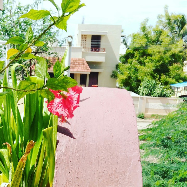flower