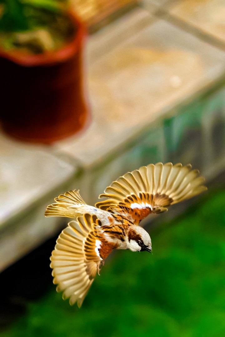 sparrow