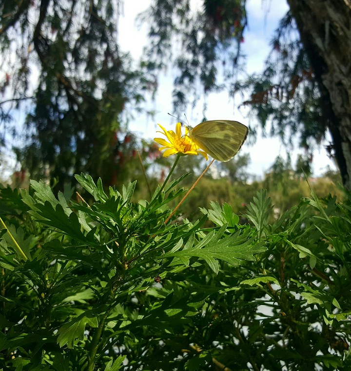 A glimpse of beauty