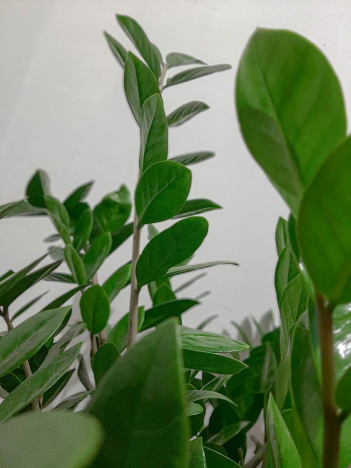 Plant