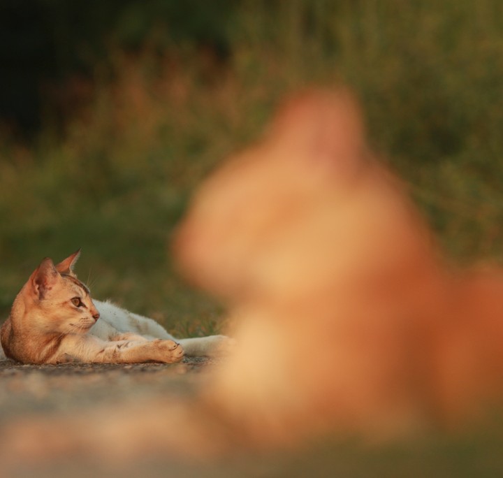 the cat in the evening