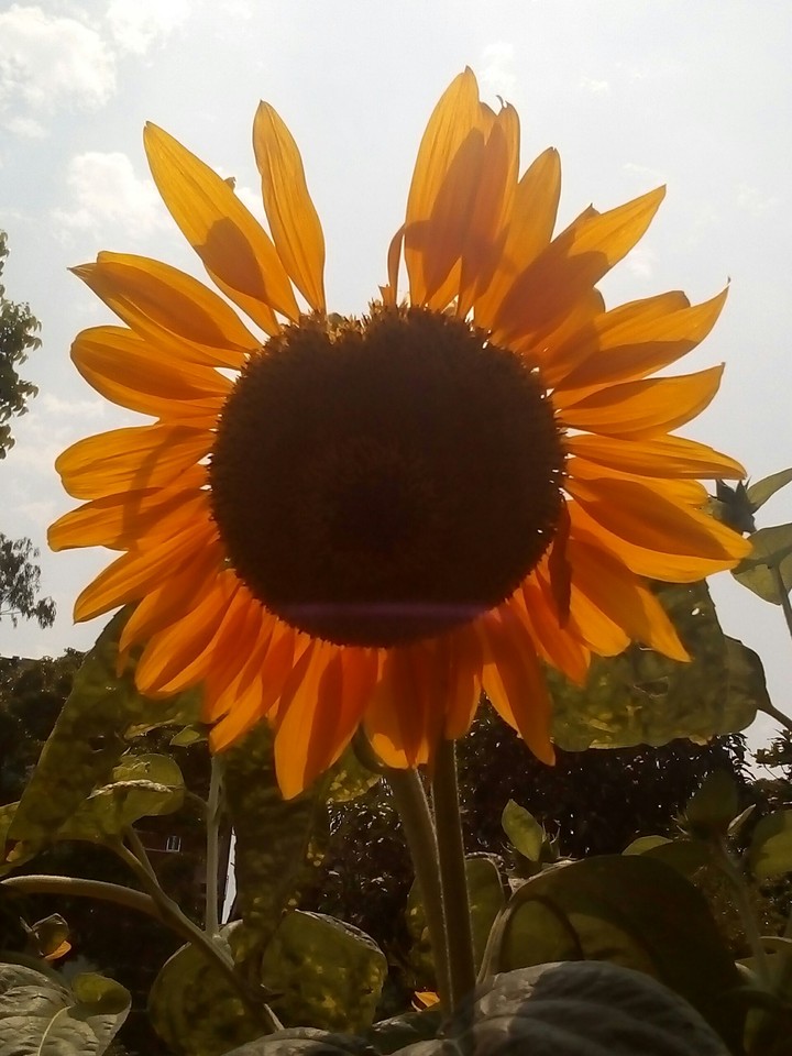 Sunflower