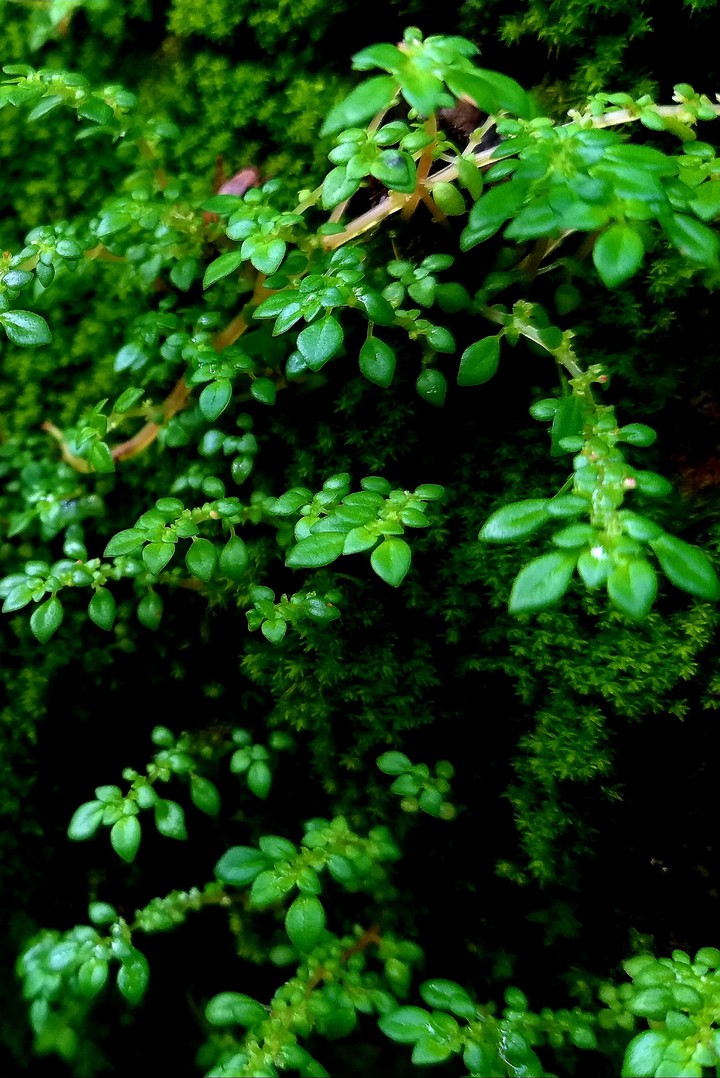 Nature's life