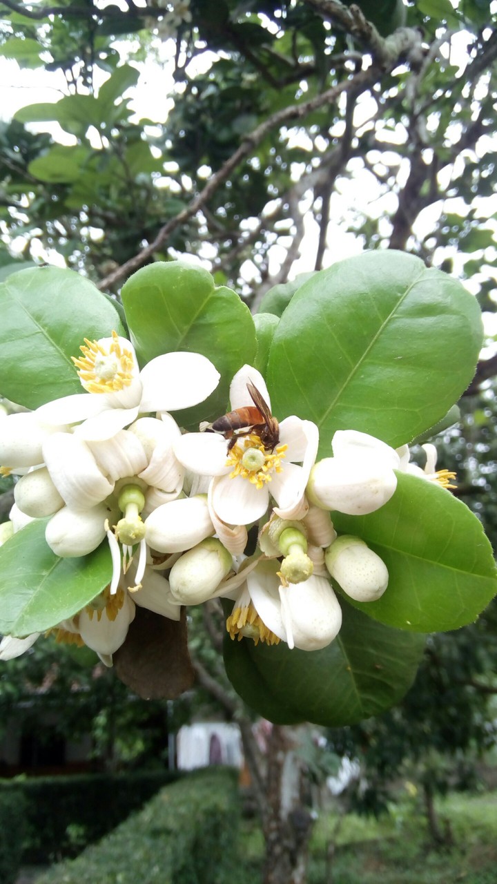 Pomalo's flower