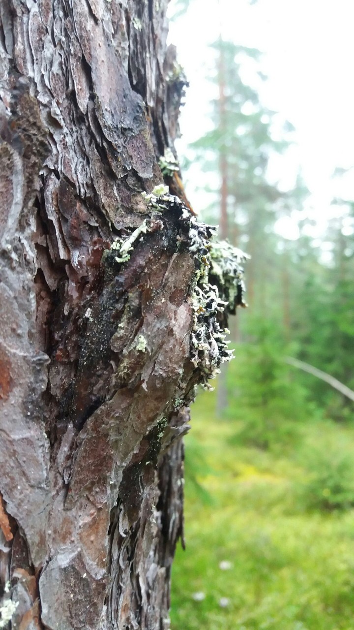 Wet forest