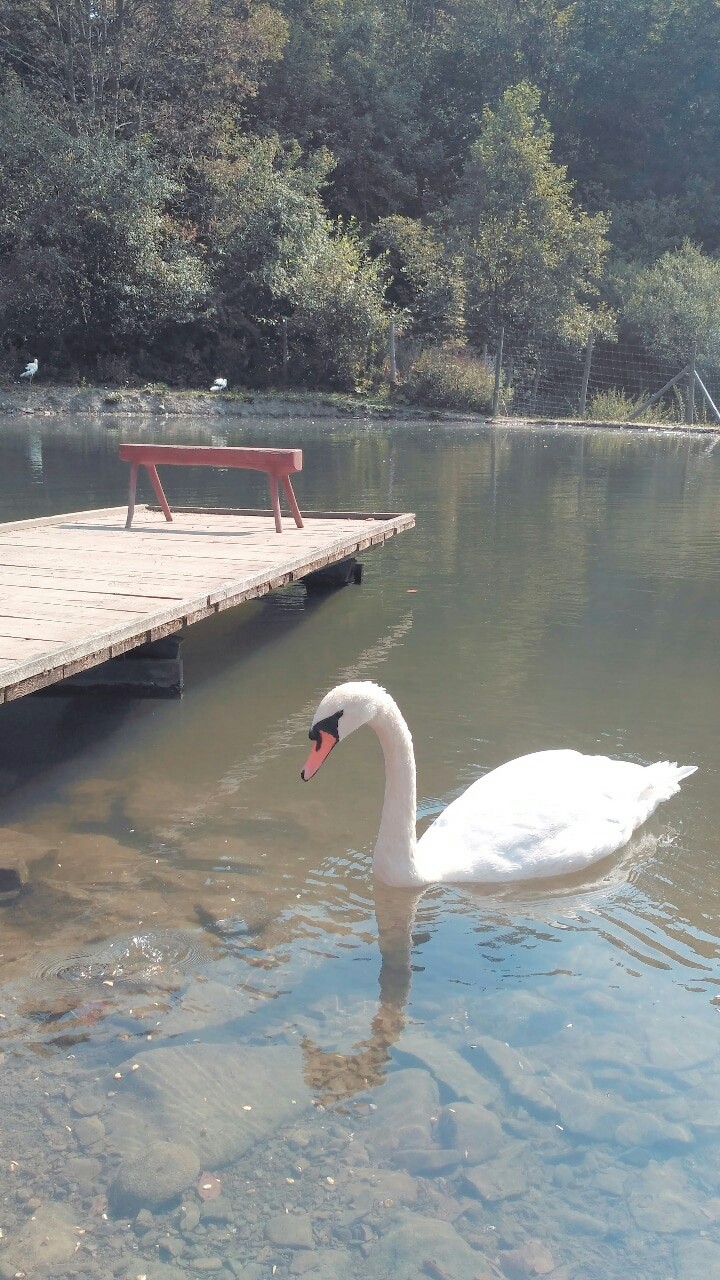 Łabędź
