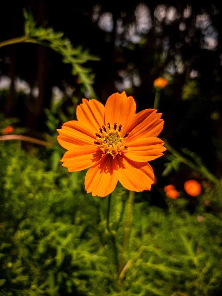 colorful flower