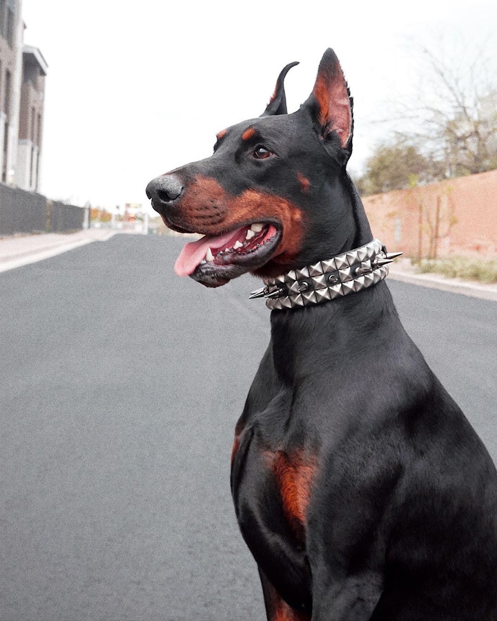 Dobermann