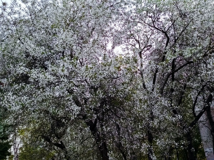 Cherry