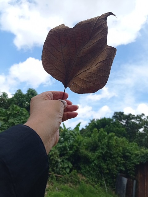 hình nền tree, trunk